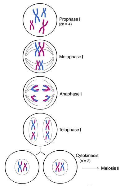 a diagram showing the steps in how to draw an animal's cell and its structures