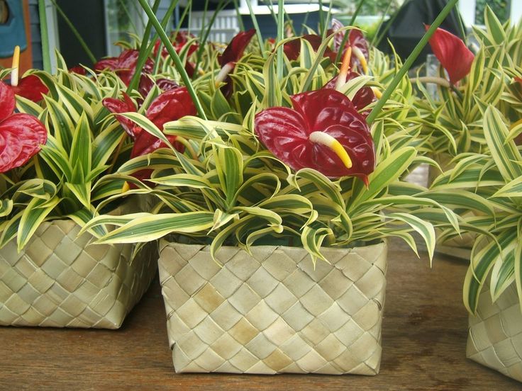 red and green flowers are in white baskets on a wooden table with other potted plants