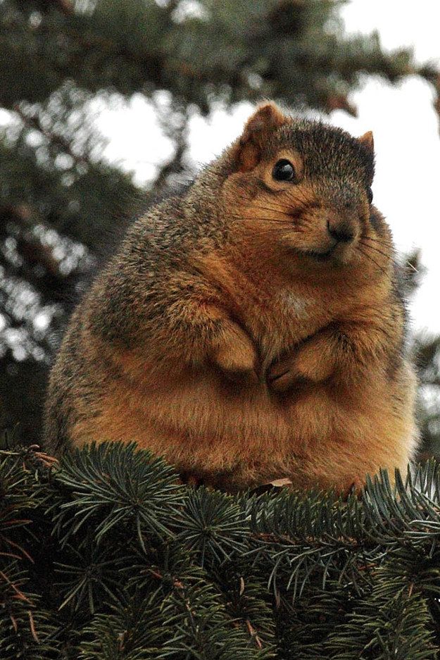 a squirrel sitting on top of a pine tree