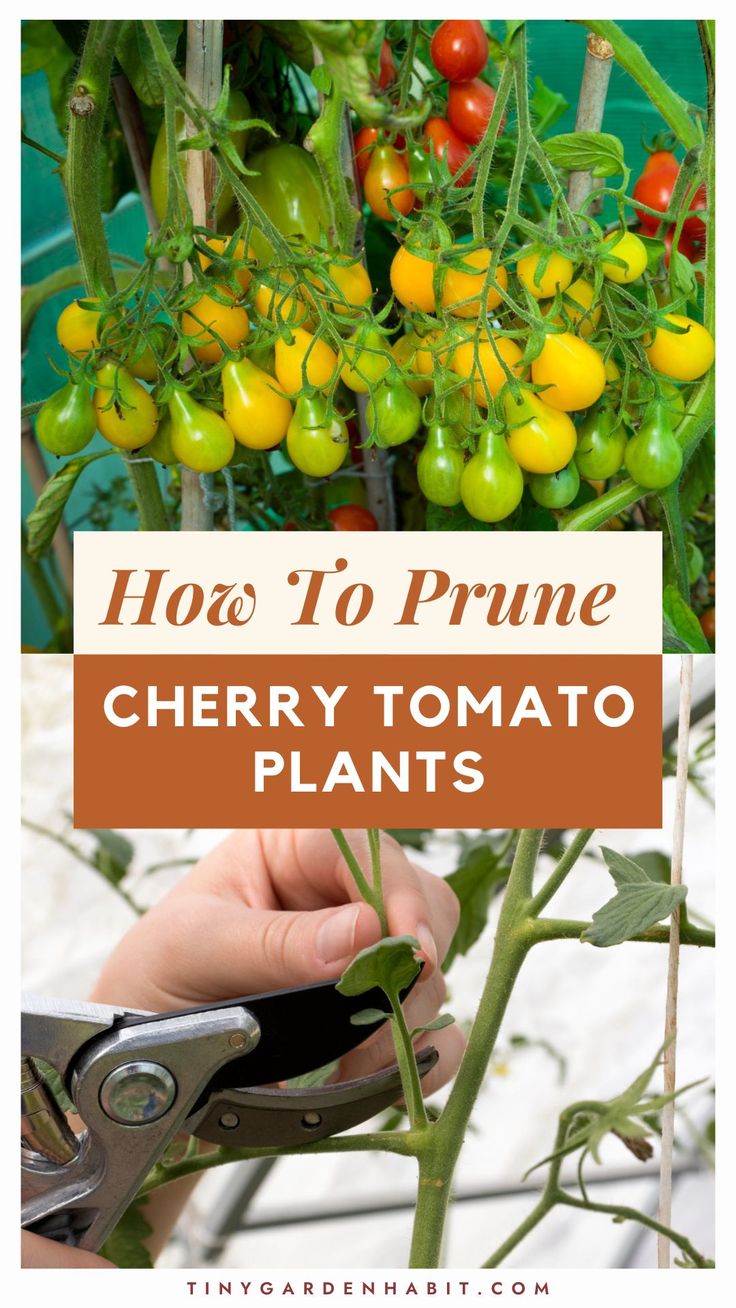 how to prune cherry tomato plants with text overlay that reads, how to prune cherry tomato tomatoes