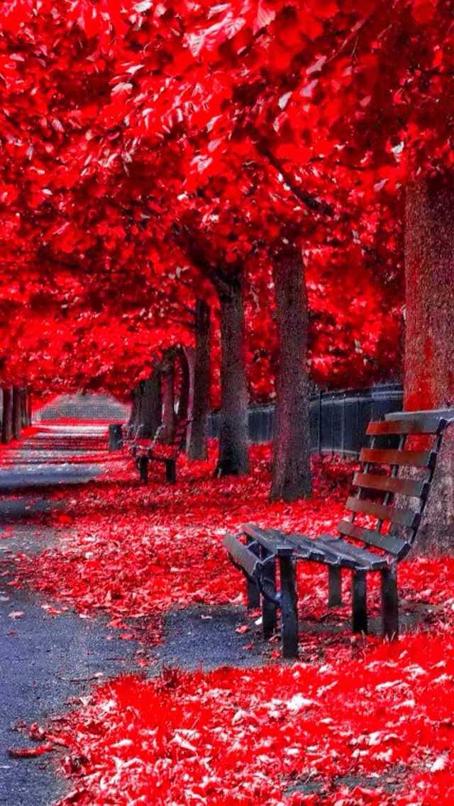 a park with benches and red leaves on the ground