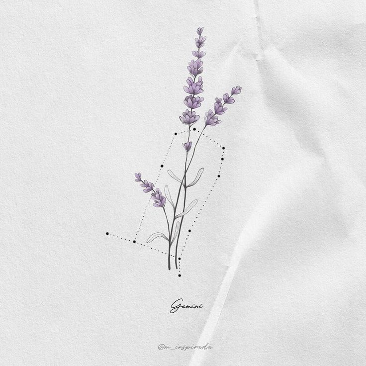 a drawing of a lavender plant on white paper