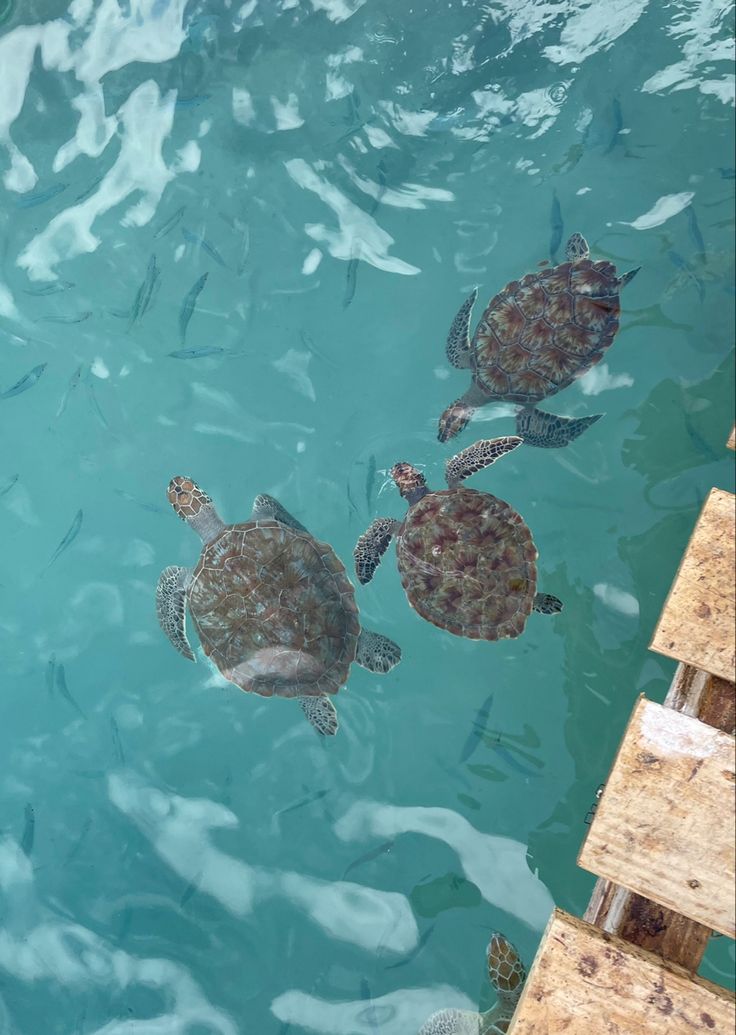 three turtles swimming in the water near a dock