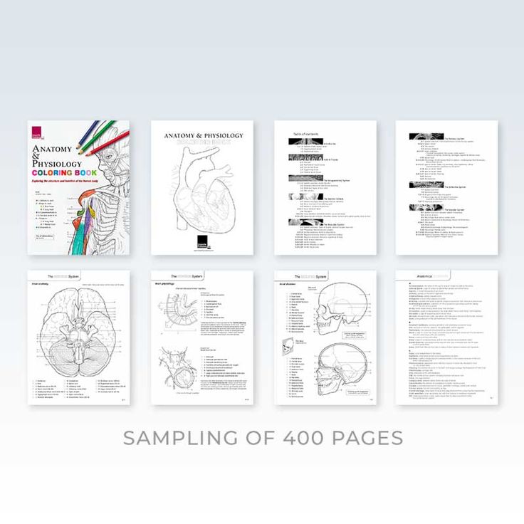 This publication presents a systematic course in human anatomy with the option of coloring to test student knowledge. It is perfect for anyone studying human sciences, nursing, and physiology. Use in class­room or home Creative or didactic coloring Softcover 400-page book Over 425 B+W illustrations Comprehensive Anatomical Glossary Printed single-sided heavy stock Perforated along spine Measures 8-1/2 x 11 inches (22x28 cm) Ages 16 and up Anatomy Coloring, Anatomy Coloring Book, Anatomy Physiology, Class Room, Anatomy And Physiology, Human Anatomy, 11 Inches, Anatomy, Nursing