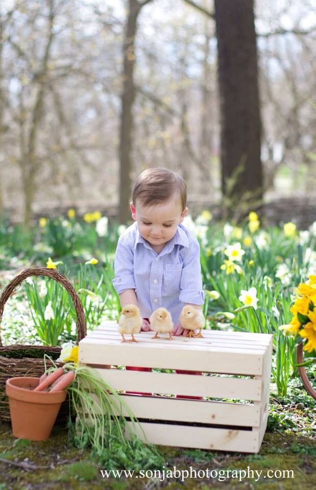 a baby boy playing with some little chicks in the grass and daffodils