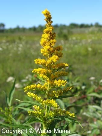 a yellow flower in the middle of a field