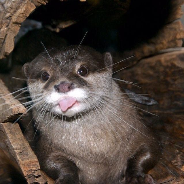 an otter sticking its tongue out while sitting in a tree stump looking at the camera