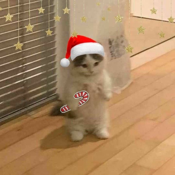 a cat wearing a santa hat standing on its hind legs