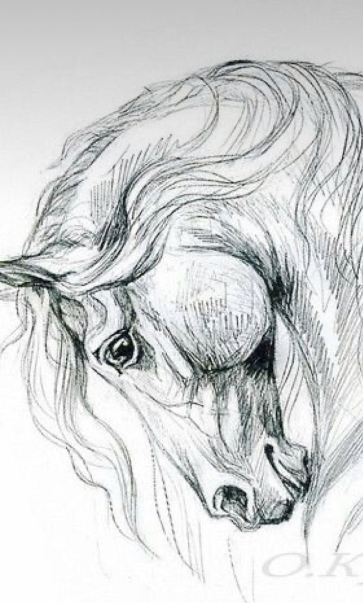 a pencil drawing of a horse's head with long manes and flowing hair