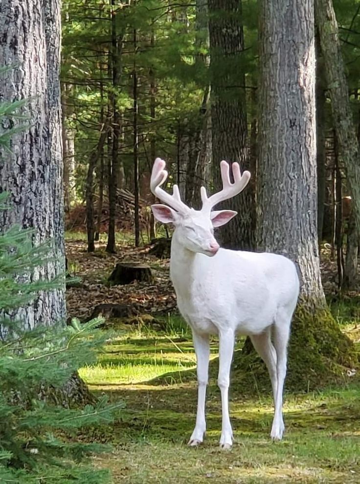 a white deer standing in the middle of a forest