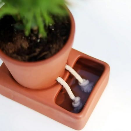 a potted plant with two white toothbrushes in it