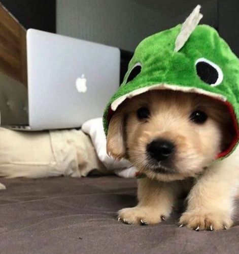 a small dog wearing a green frog costume on top of a bed next to a laptop computer