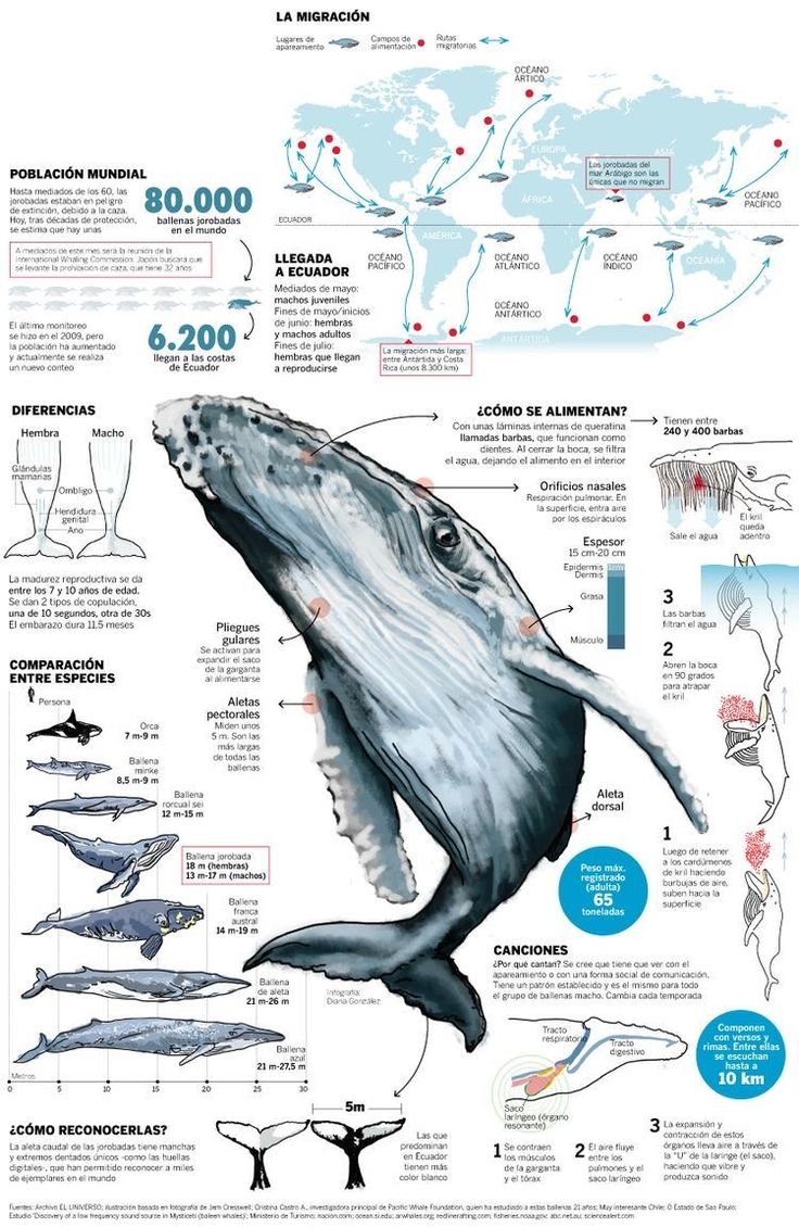 an info sheet showing the different types of whales in the ocean and how they are used to