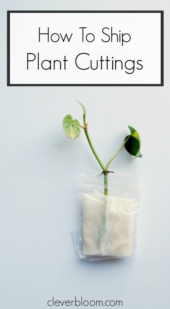 a plant in a plastic bag with the text how to ship plant cuttings