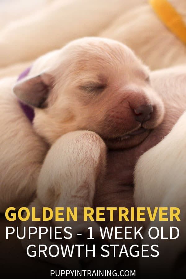 a puppy sleeping on top of another dog with the caption golden retriever puppies - 1 week old growth stages