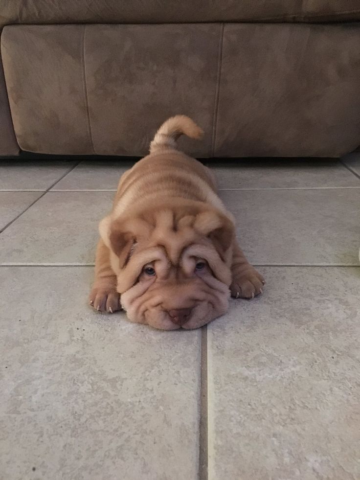 a dog laying on the floor next to a couch