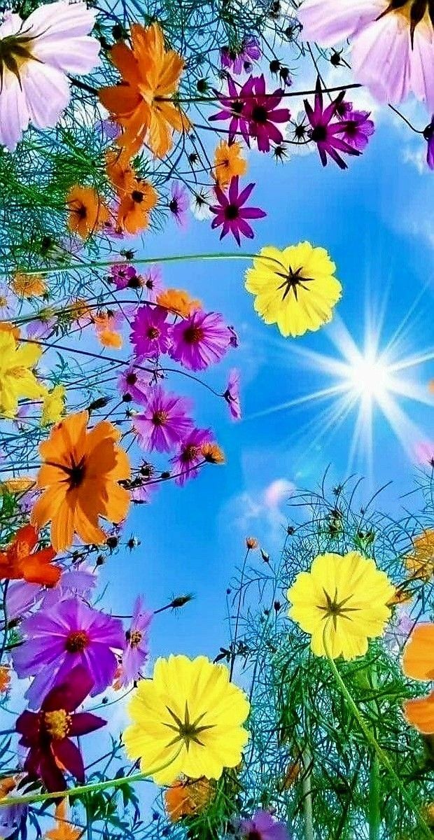 the sun shines brightly through colorful flowers