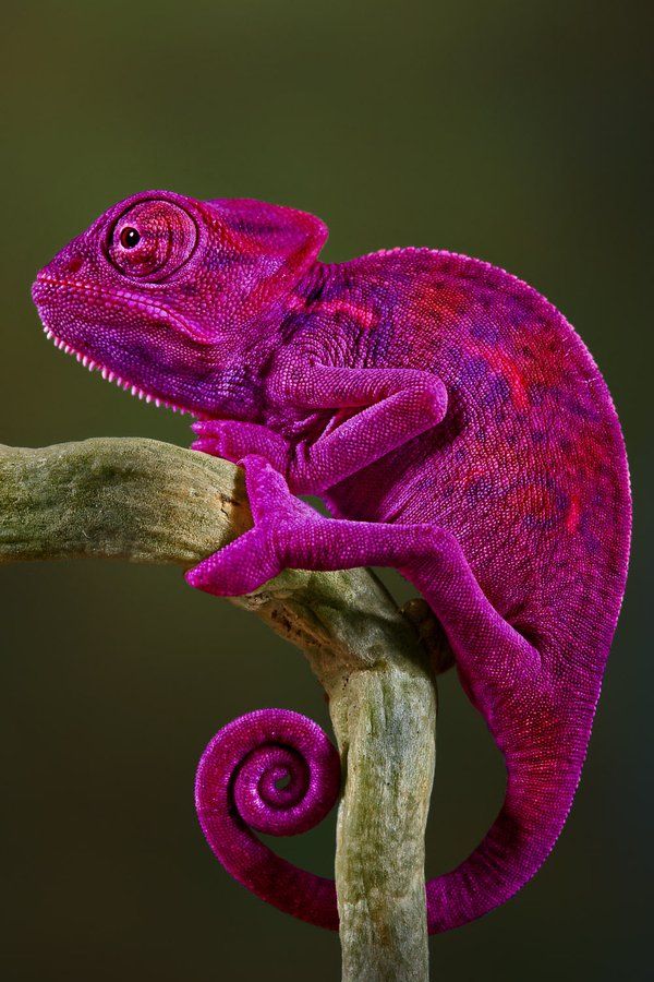 a chamelon sitting on top of a tree branch