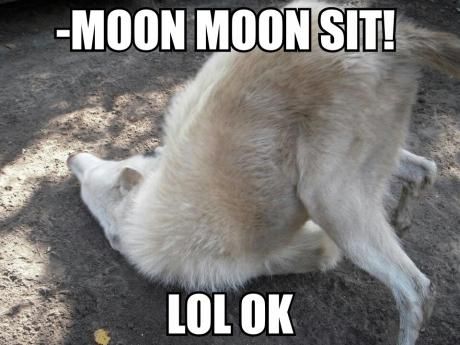 a white dog laying on top of a dirt field