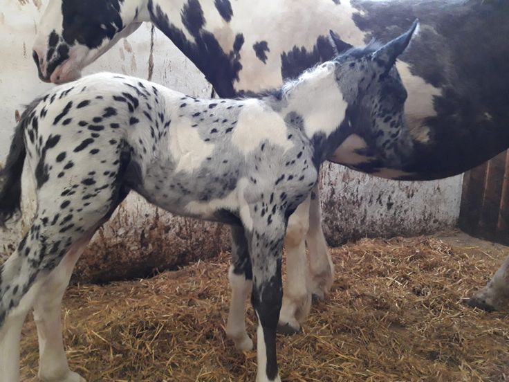 two spotted horses standing next to each other