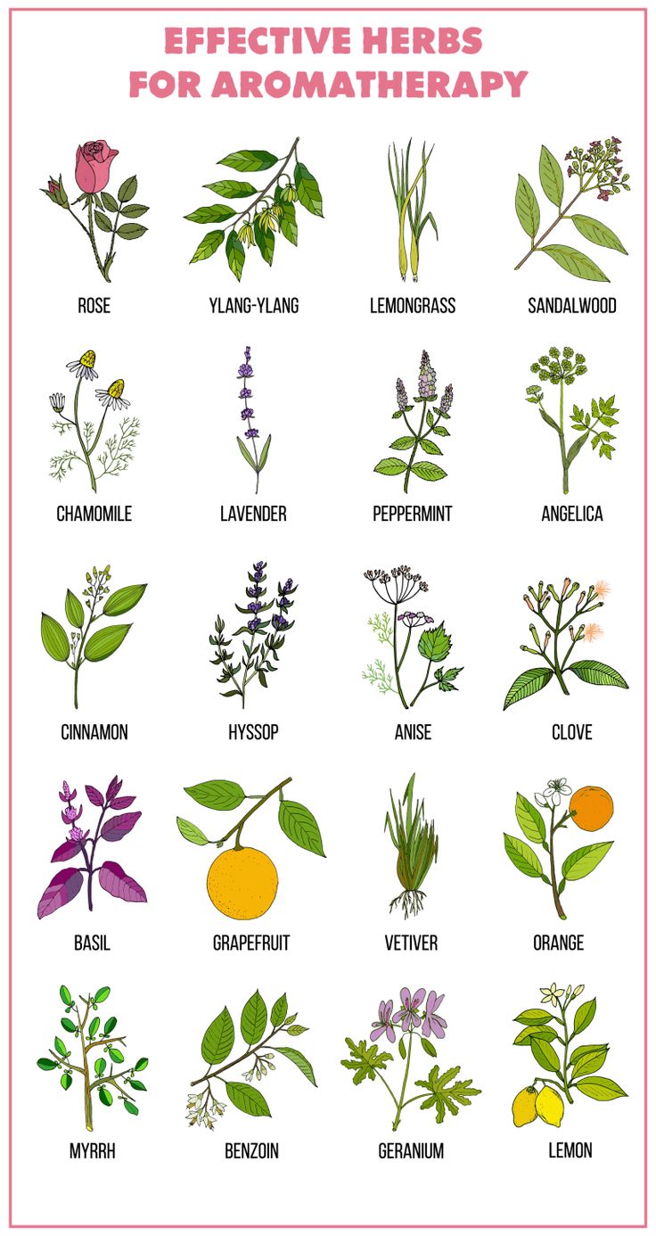 the different types of bitter herbs on a white background