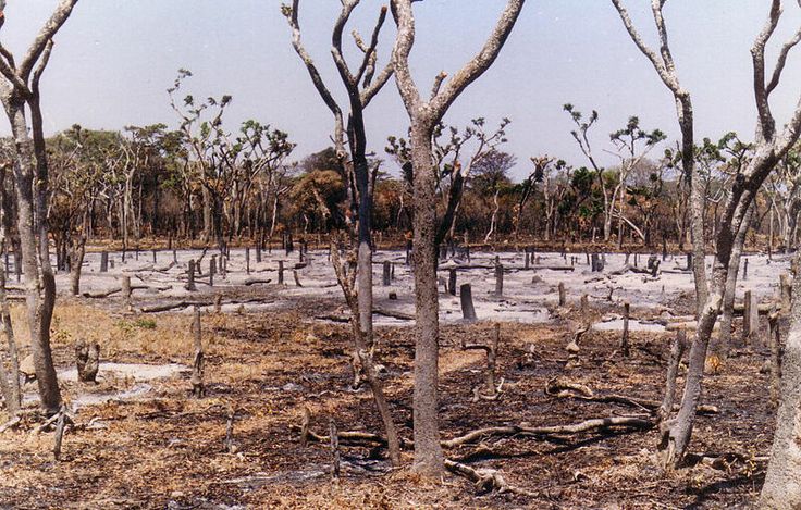 The African Congo Is Quietly Being Deforested As The Amazon Rainforest ...