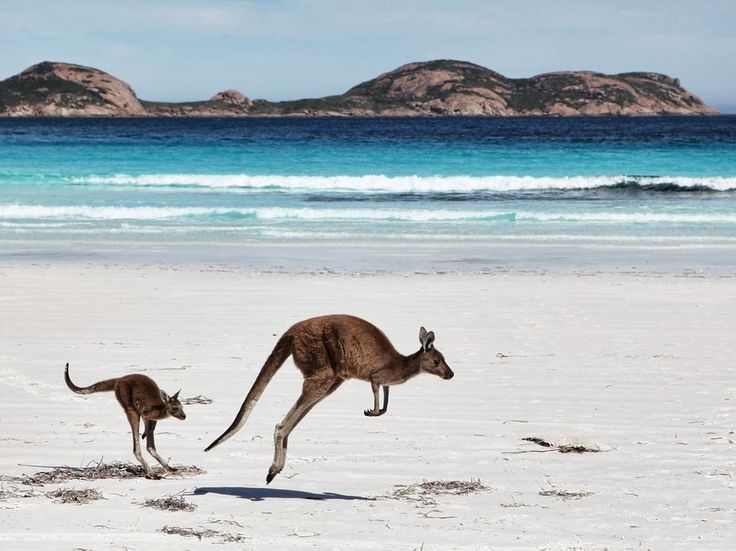 two kangaroos are on the beach near the water