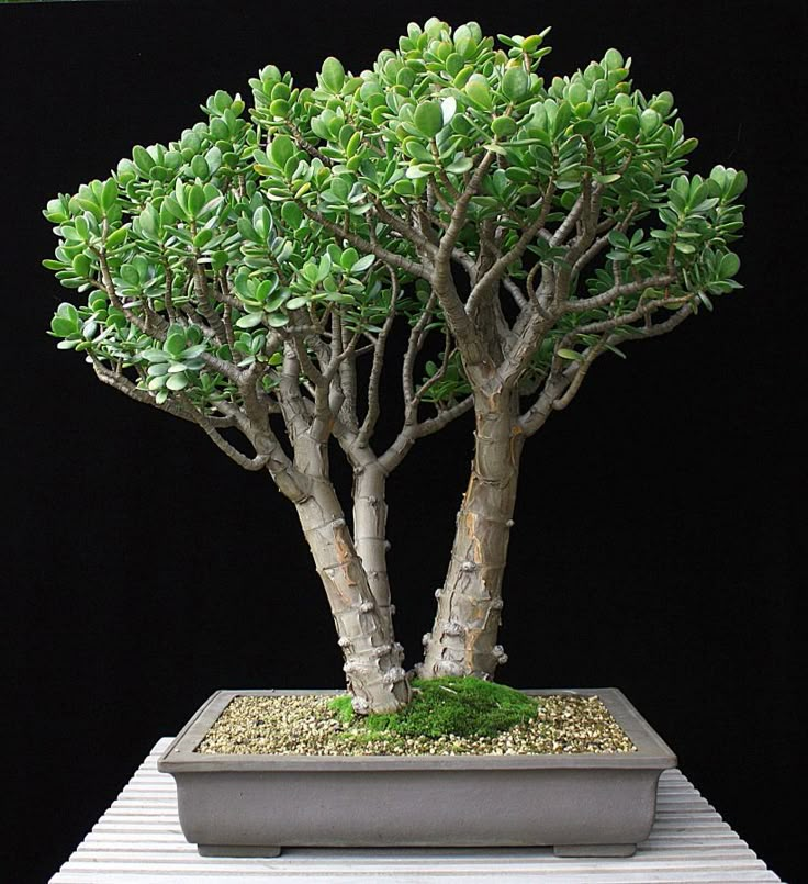 a bonsai tree in a pot on a table