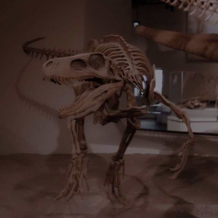 an animal skeleton is displayed in a museum