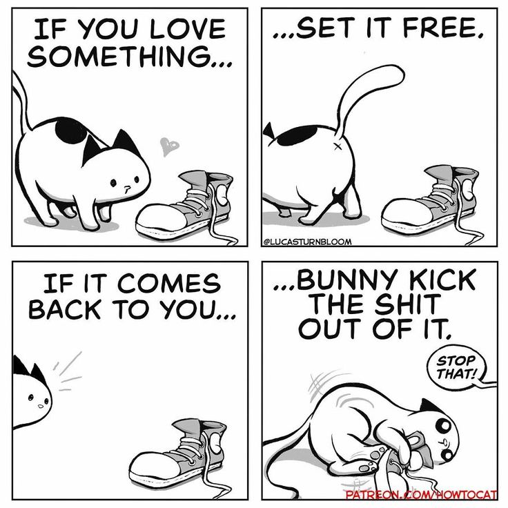 the comic strip shows how cats can use shoes