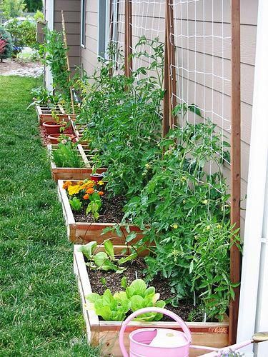 a row of garden boxes filled with vegetables and flowers in the grass next to a house