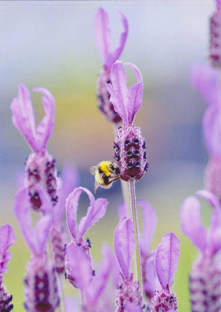 a bee sitting on top of a purple flower