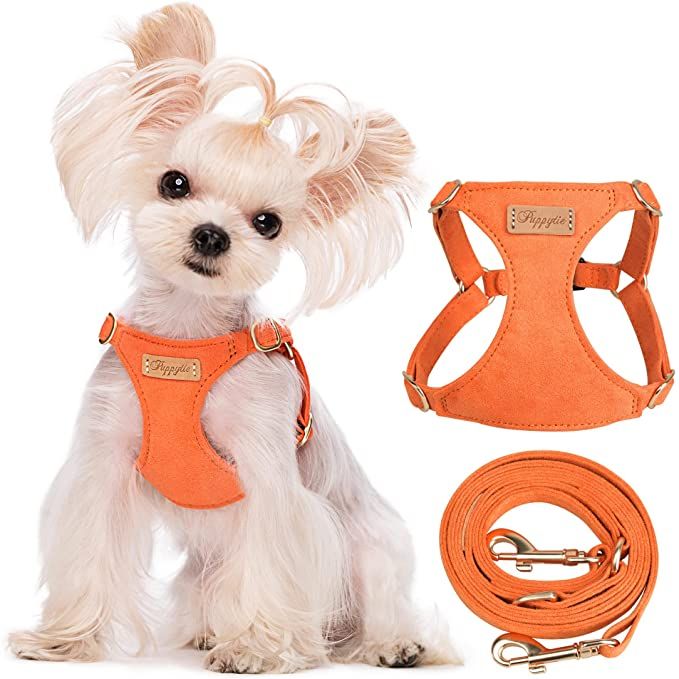 a small white dog wearing an orange harness and leash with its head tilted to the side