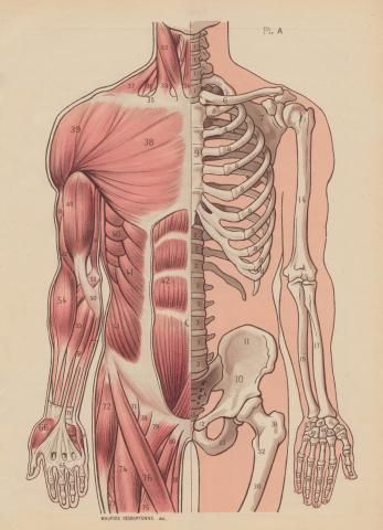 an old medical illustration shows the muscles and their major skeletal systems, including the upper half of the body