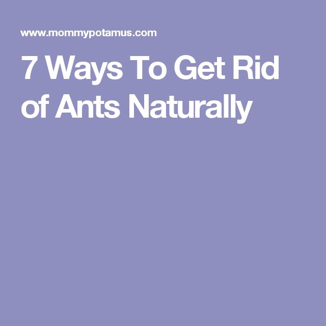 the words 7 ways to get rid of ants naturally are in white letters on a purple background