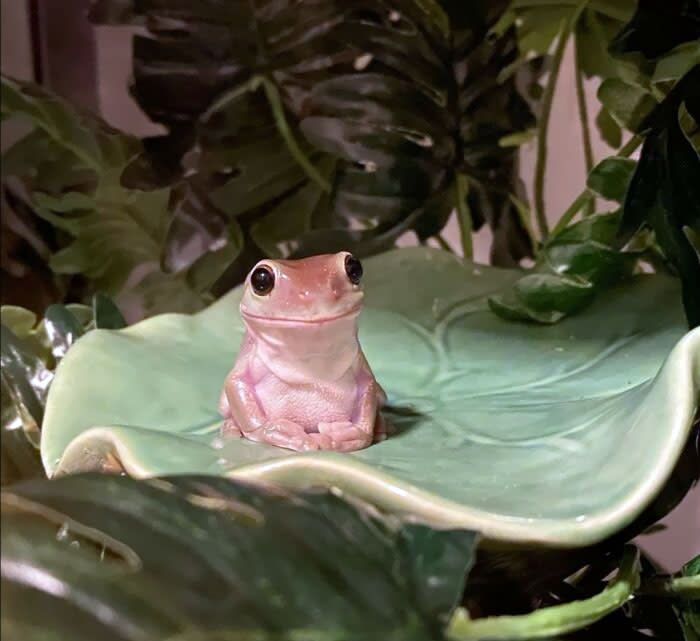 a pink frog sitting on top of a green leaf