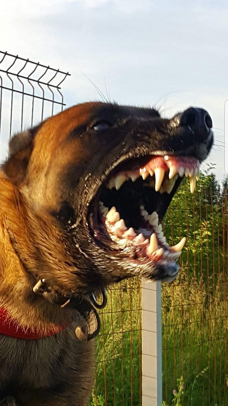 a dog with its mouth open and it's teeth wide open in front of a fence