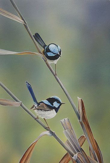 two blue and white birds sitting on top of a plant