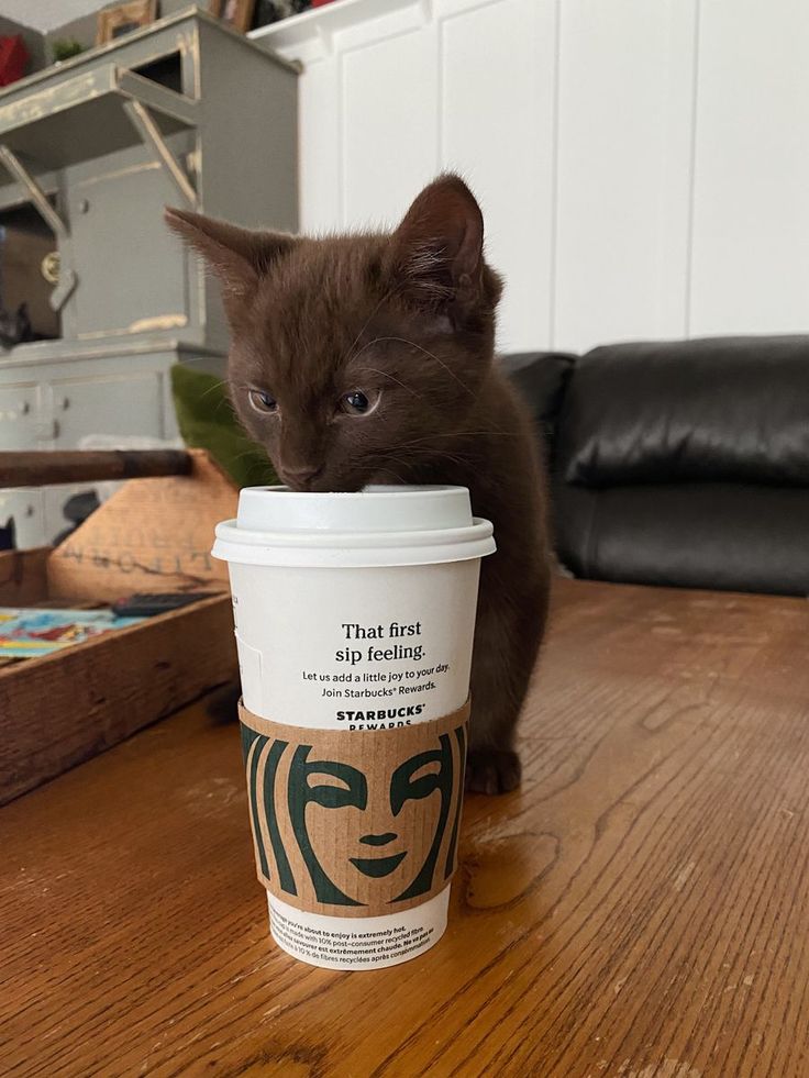 a cat sitting on top of a wooden table next to a cup