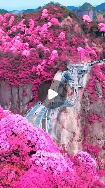 pink trees are growing on the side of a mountain with a bridge going over it