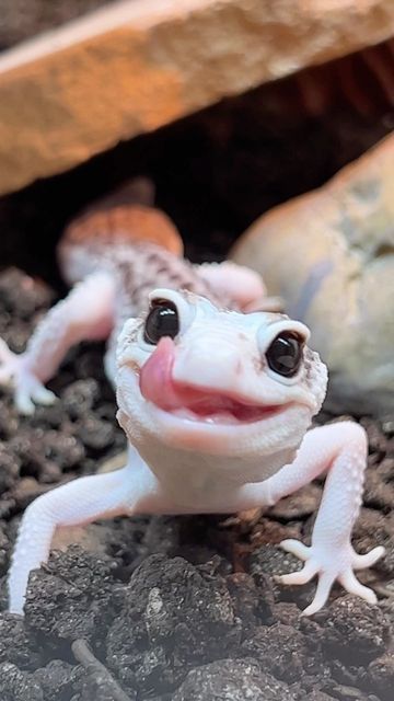 a white and black gecko sitting on top of dirt next to rocks with it's mouth open