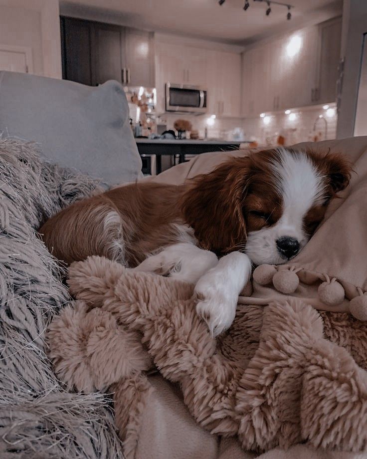 a dog sleeping on top of a bed covered in blankets