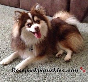 a brown and white dog laying on top of a carpet next to a couch with its tongue out