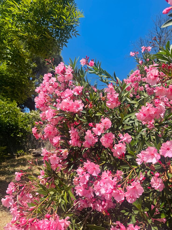 Floral flowers summer aesthetic tropical Hawaii California sunshine photos photography photoshoot flower Pink Summer Aesthetic, Flowery Wallpaper, Baby S Breath, Wax Flowers, Cottage Core Aesthetic, + Core + Aesthetic, Spray Roses, Summer Floral, Nature Photos