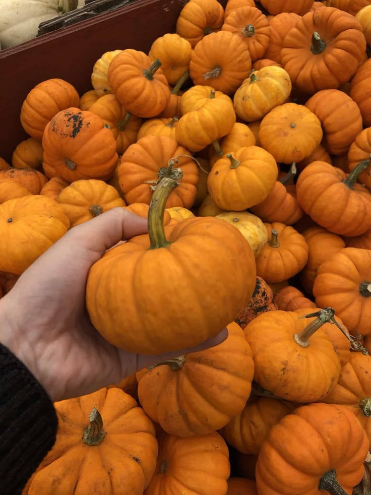 a person holding a small pumpkin in front of a pile of smaller orange pumpkins