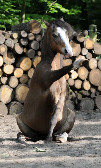 a horse sitting on its hind legs in front of some stacked logs and looking at the camera