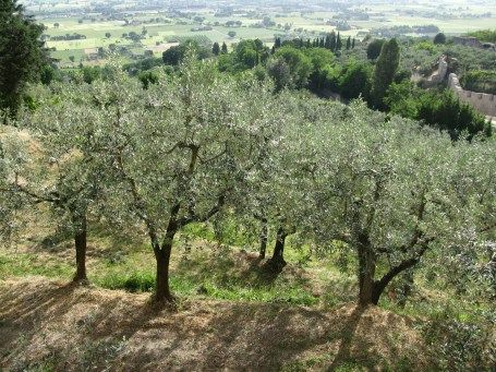 an olive grove in the middle of a valley with trees on both sides and fields behind it