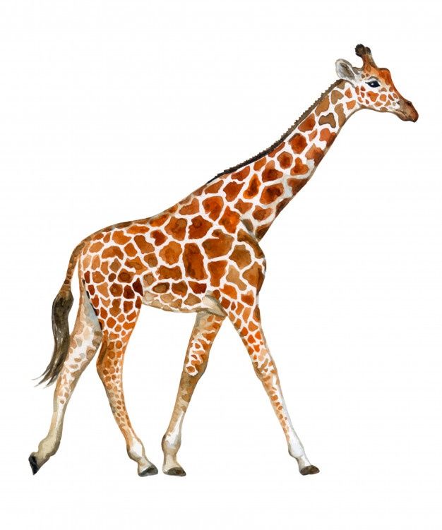 a giraffe walking across a white background