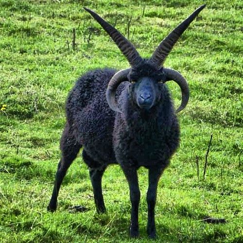 a black goat with long horns standing in the grass