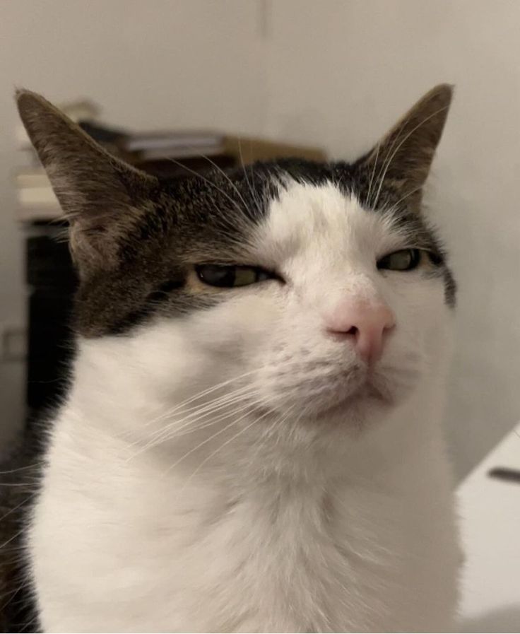 a black and white cat sitting on top of a desk next to a laptop computer